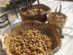Almond harvest